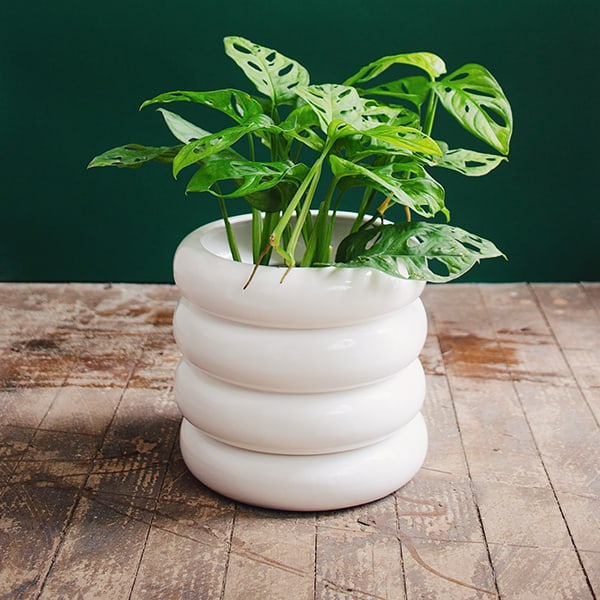 Matera Apis - Imagen 2